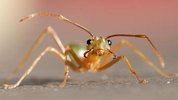 Wallpaper thumb: Green Tree Ant (Oecophylla smaragdina)